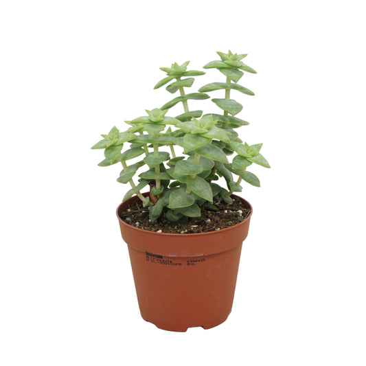 Crassula perforata 10cm Special Pot (508)
