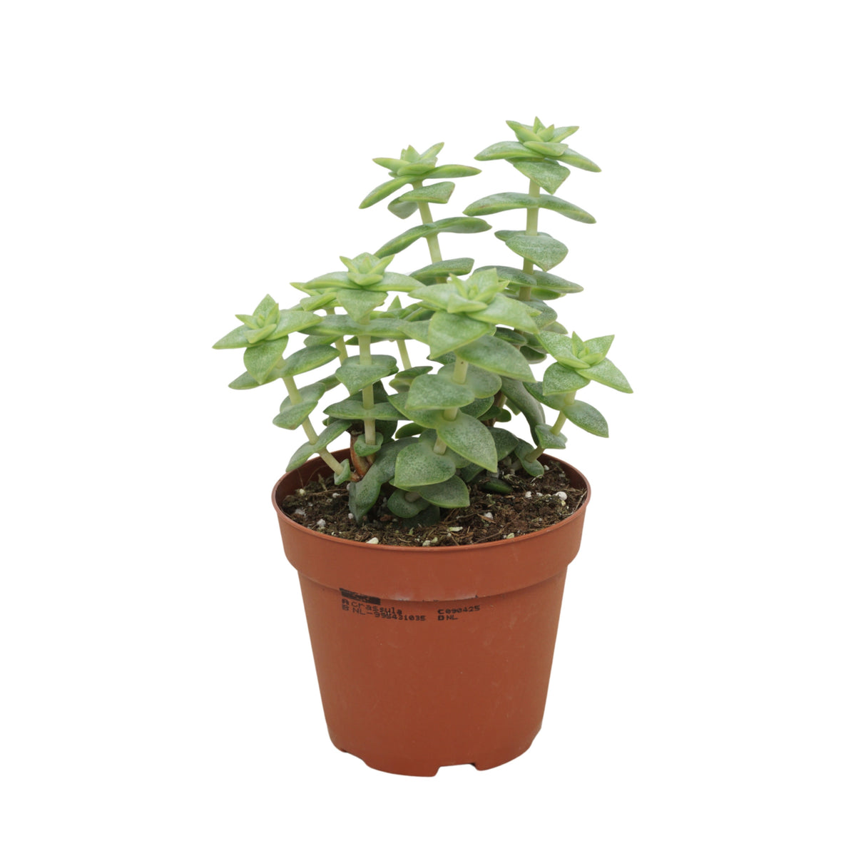 Crassula perforata 10cm 8.5cm Pot