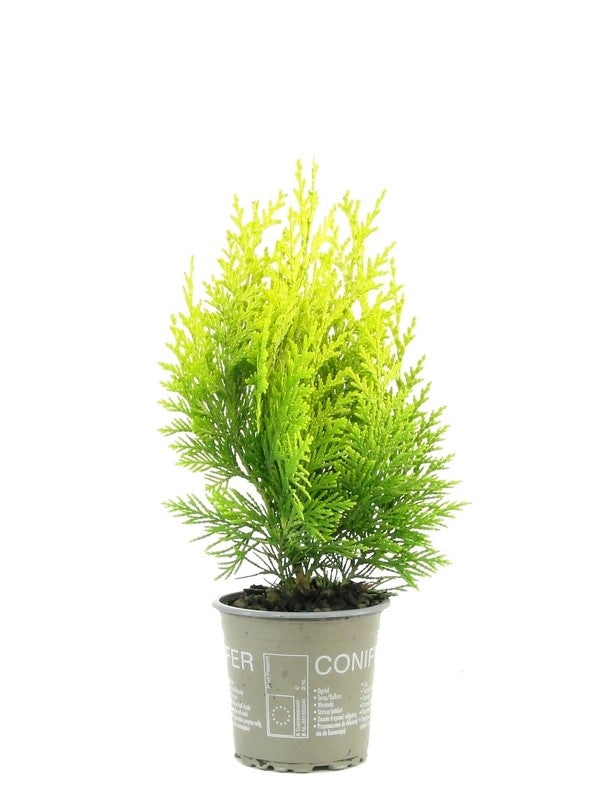 Bloemendaal, Fa.Kw. Chamaecyparis Ivonne Pack of 18