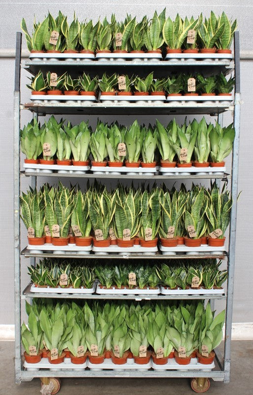 Sansevieria trifasciata 999cm 999cm Pot