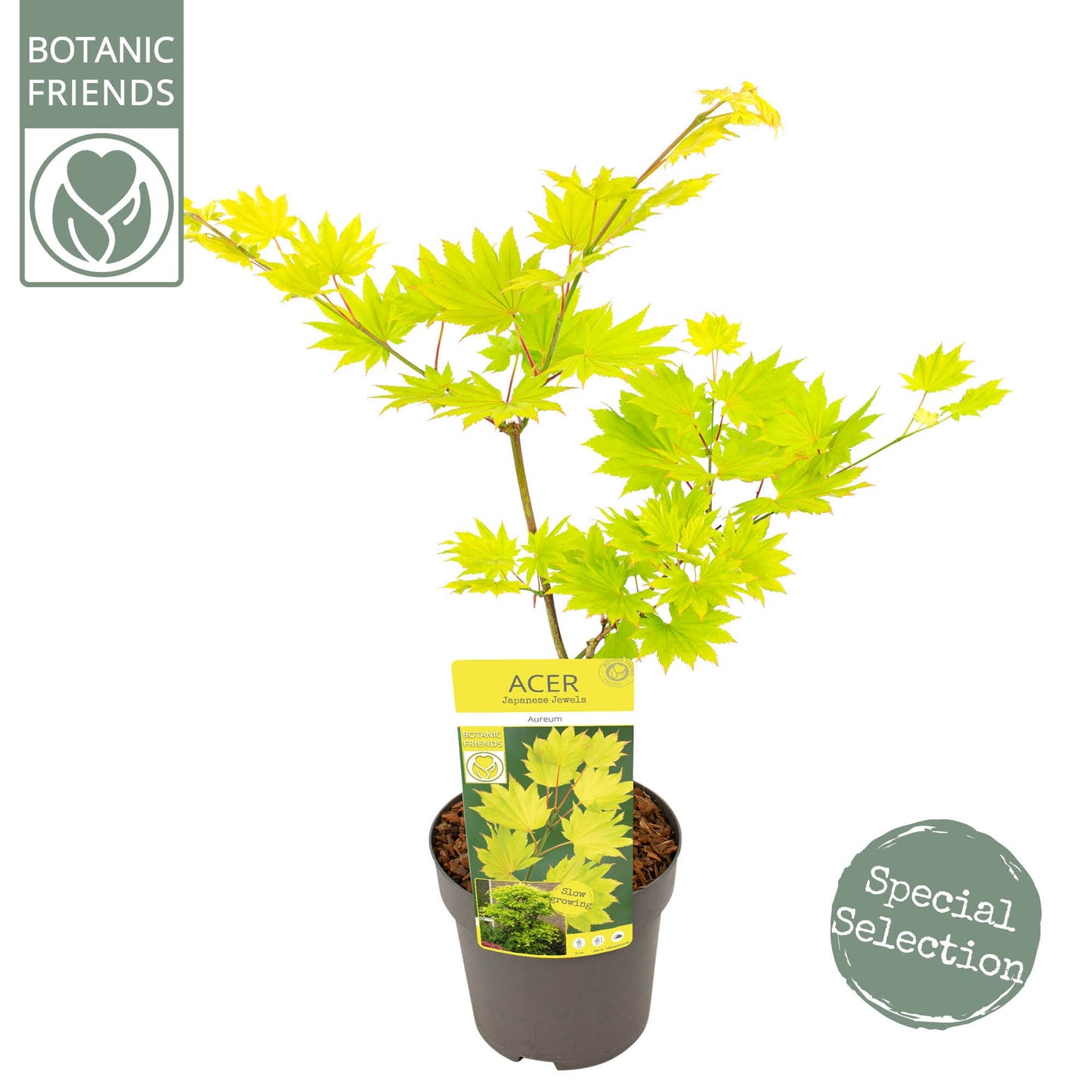 Acer Aureum 40cm 19cm Pot