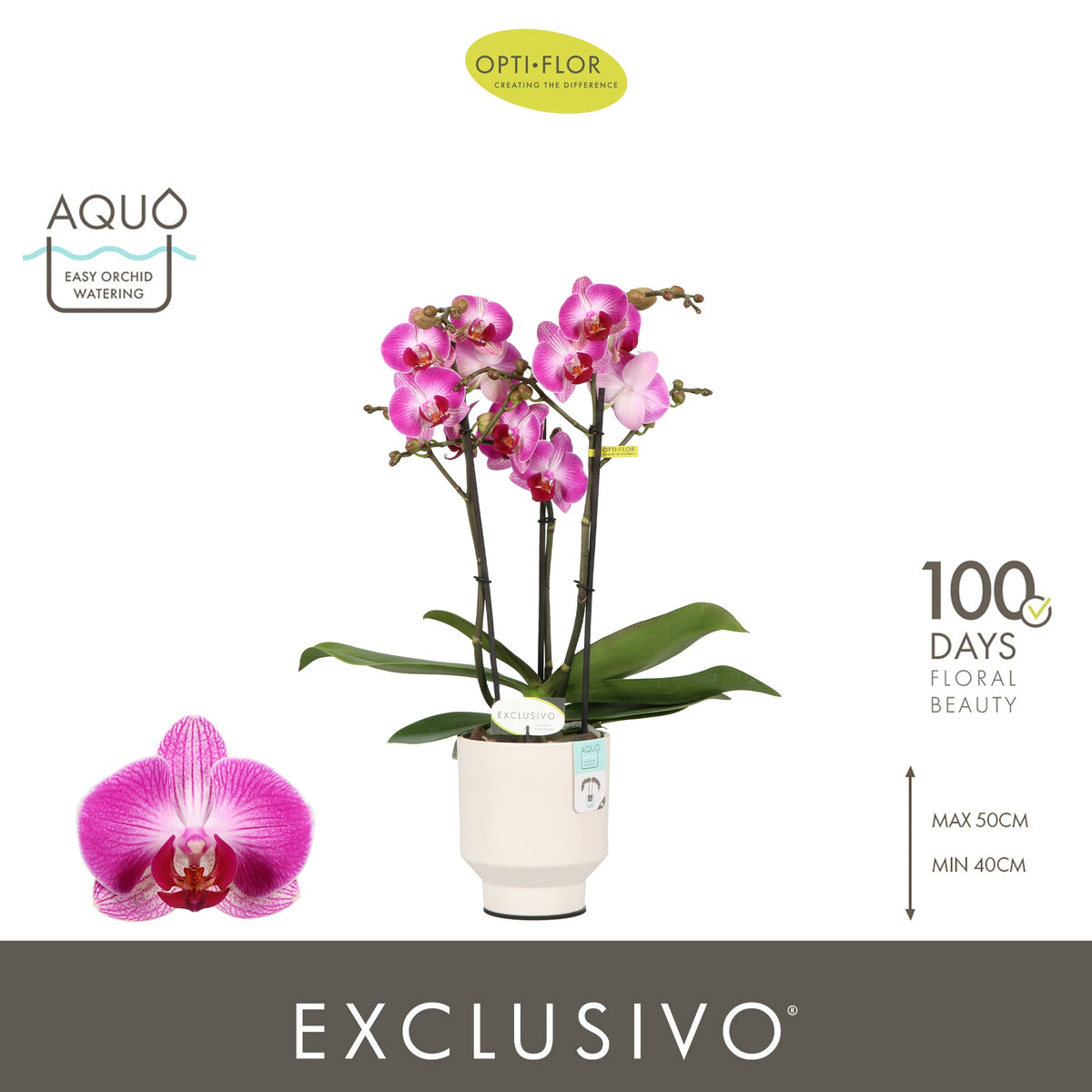 Phalaenopsis pink 45cm 12cm Pot