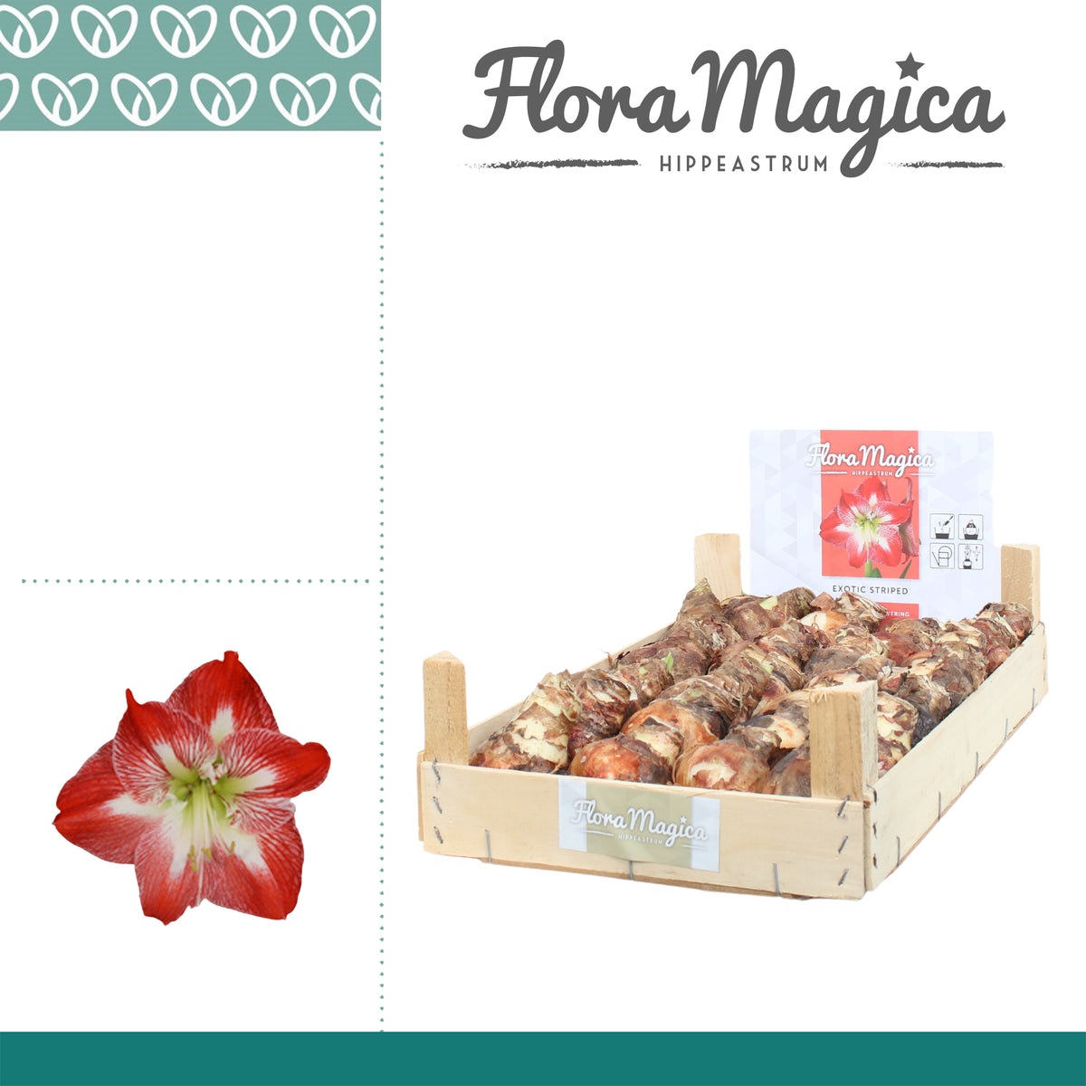 Hippeastrum (dry bulb)