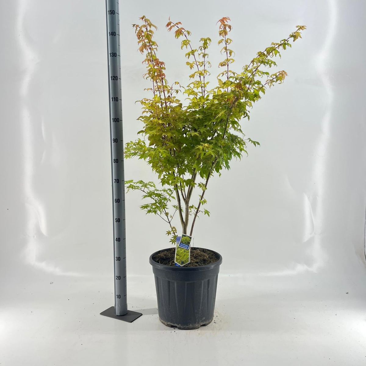 Acer Summer Gold 120cm 37cm Pot