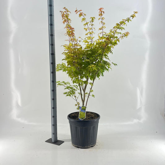Acer Summer Gold 120cm 37cm Pot