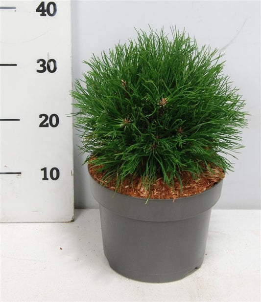 Pinus mugo Varella 45cm 23cm Pot