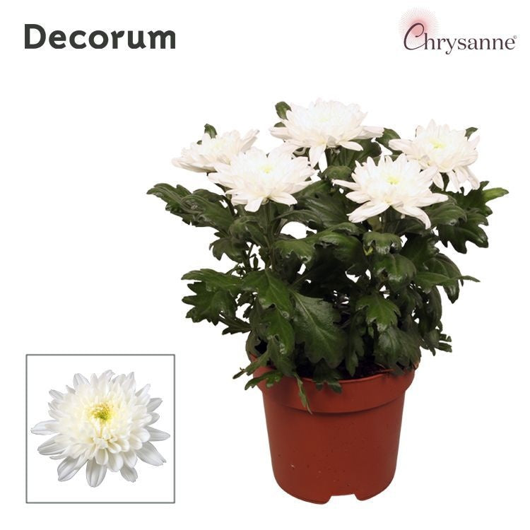 Chrysanthemum Zembla white 35cm 17cm Pot