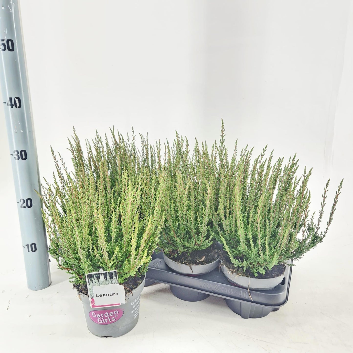 Calluna Garden Girls mix 30cm 13cm Pot