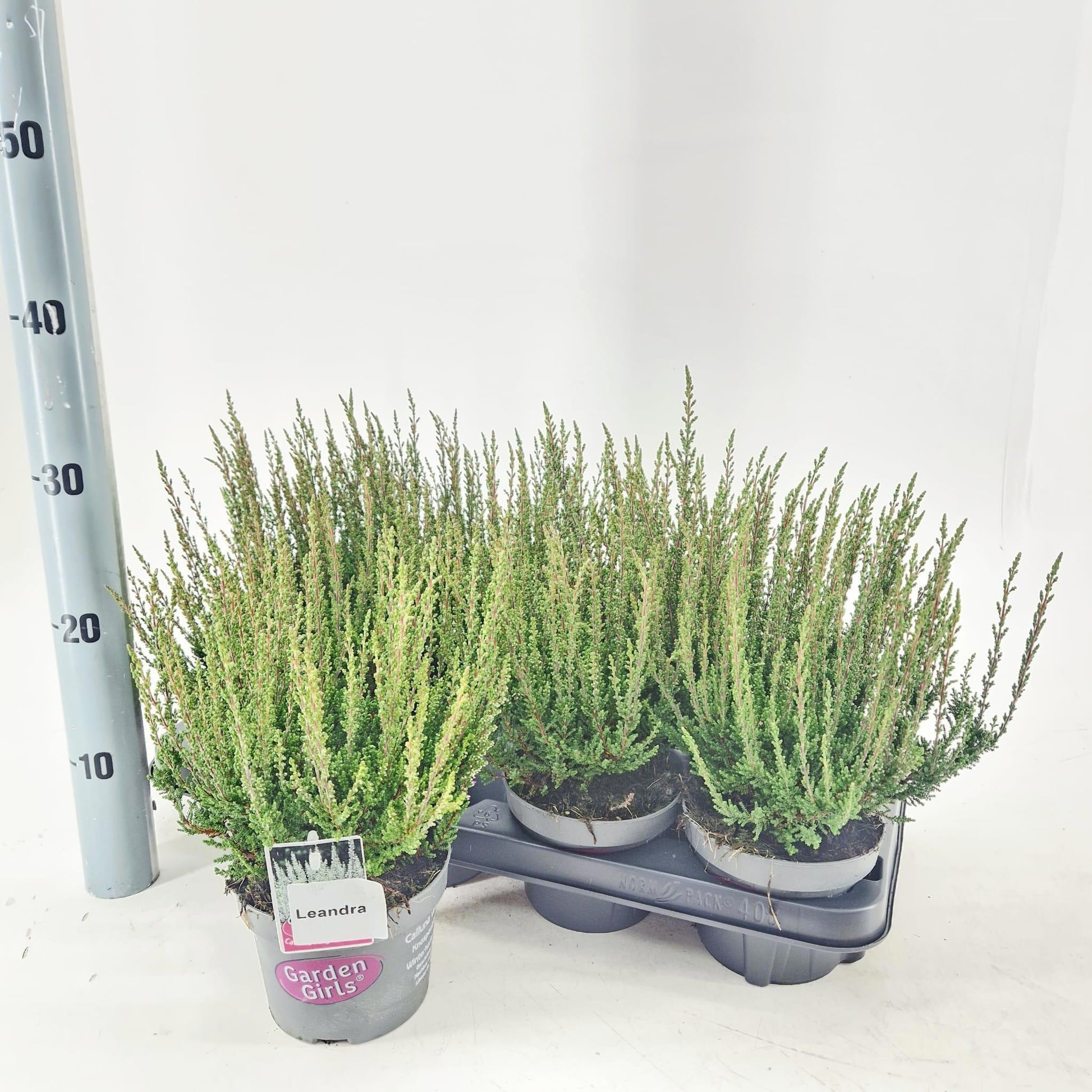 Calluna Garden Girls mix 30cm 13cm Pot