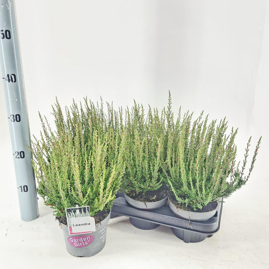 Calluna Garden Girls mix 30cm 13cm Pot