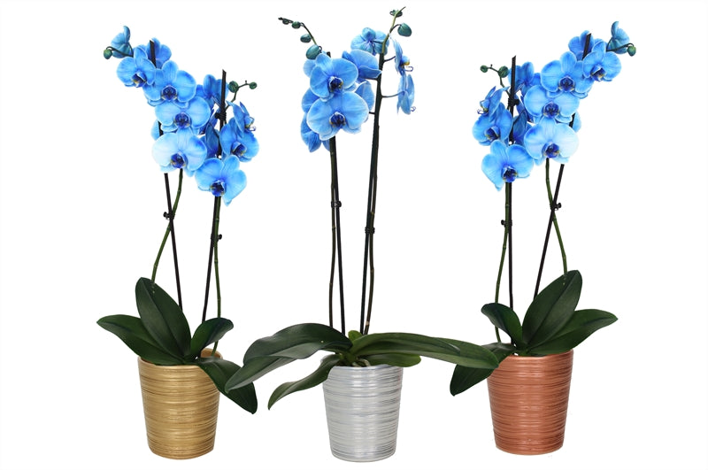 Phalaenopsis Hybrid 55cm 12cm Pot
