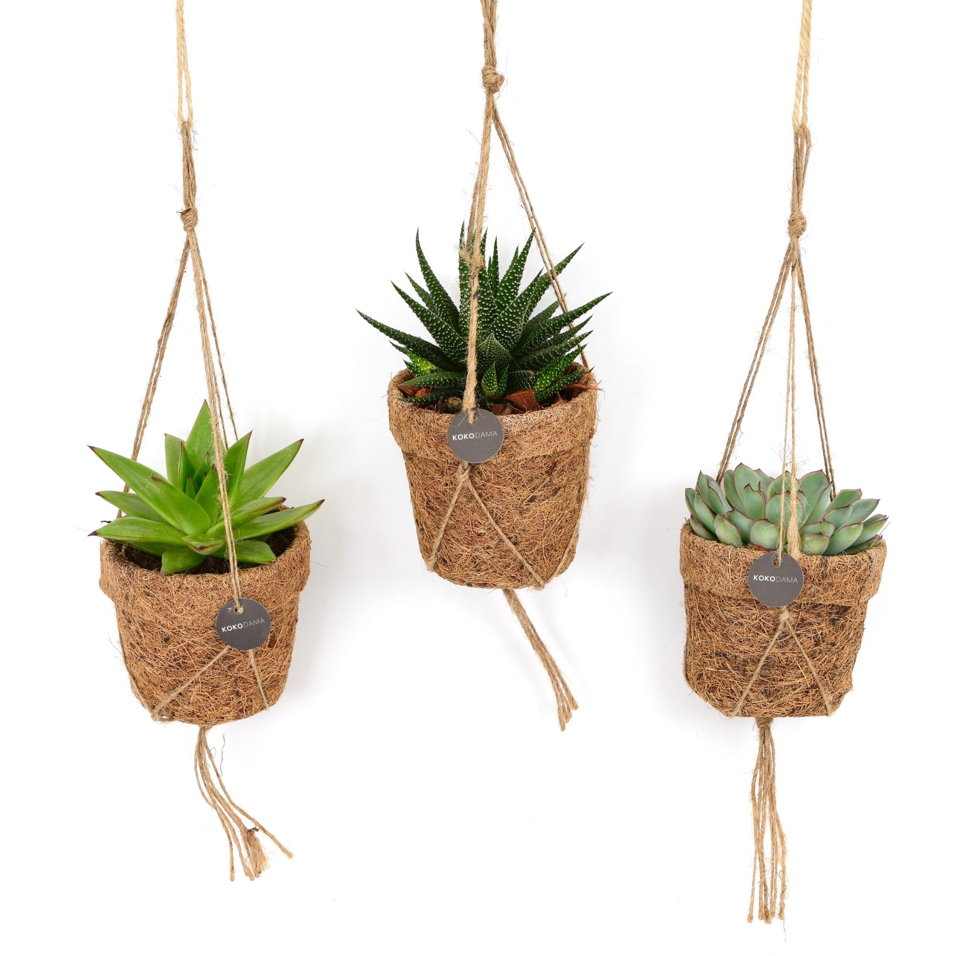 Succulent mix 15cm 10cm Pot