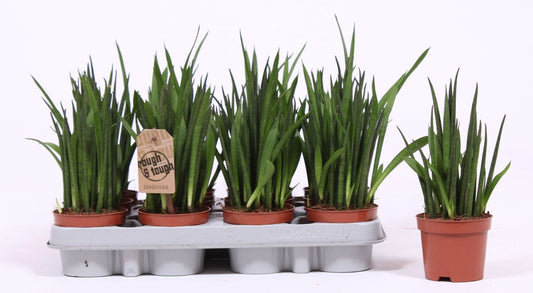 Sansevieria bacularis 30cm 9cm Pot