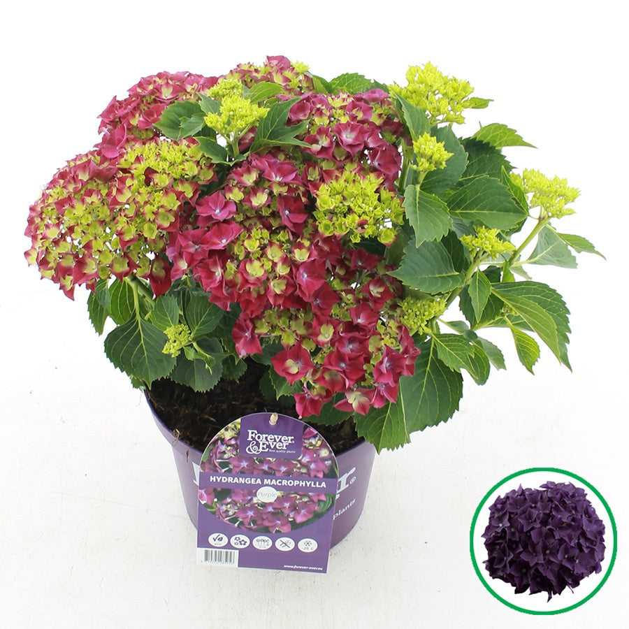 Hydrangea macrophylla mix 45cm 23cm Pot