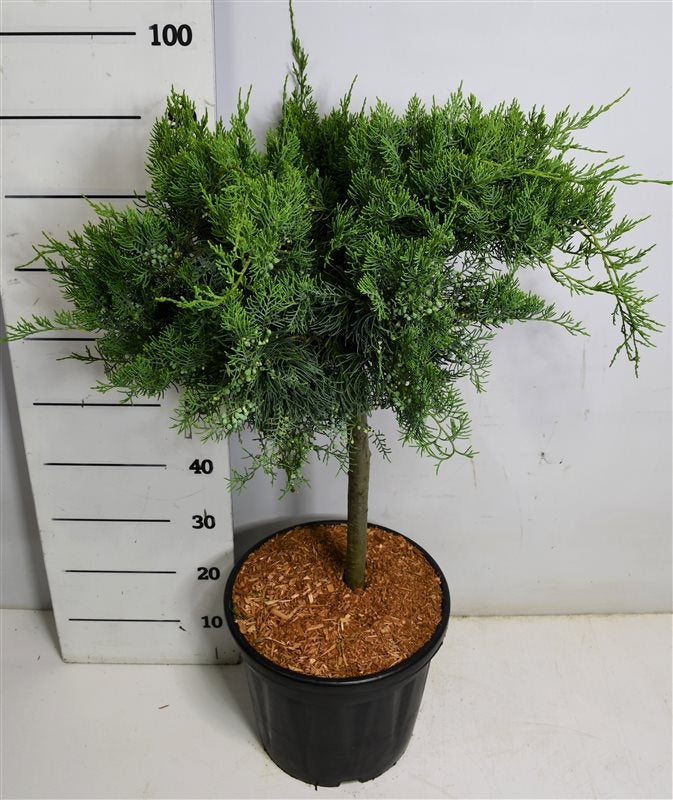 Juniperus virginiana Grey Owl 100cm 32cm Pot