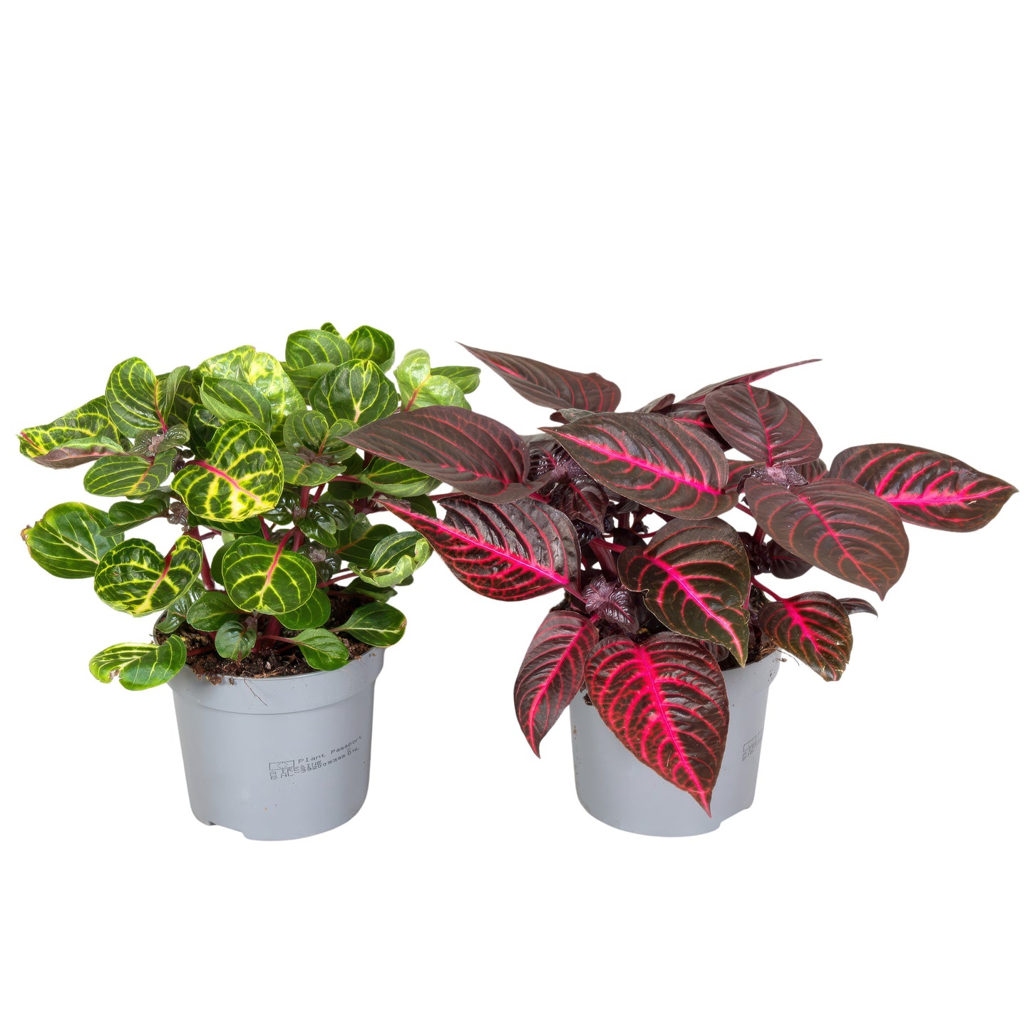 Iresine herbstii 20cm 13cm Pot