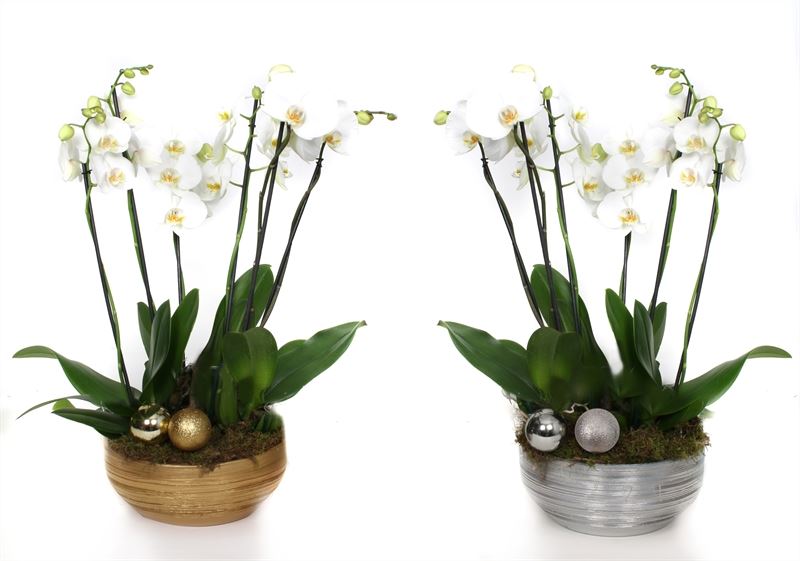 Phalaenopsis white 55cm 26cm Pot