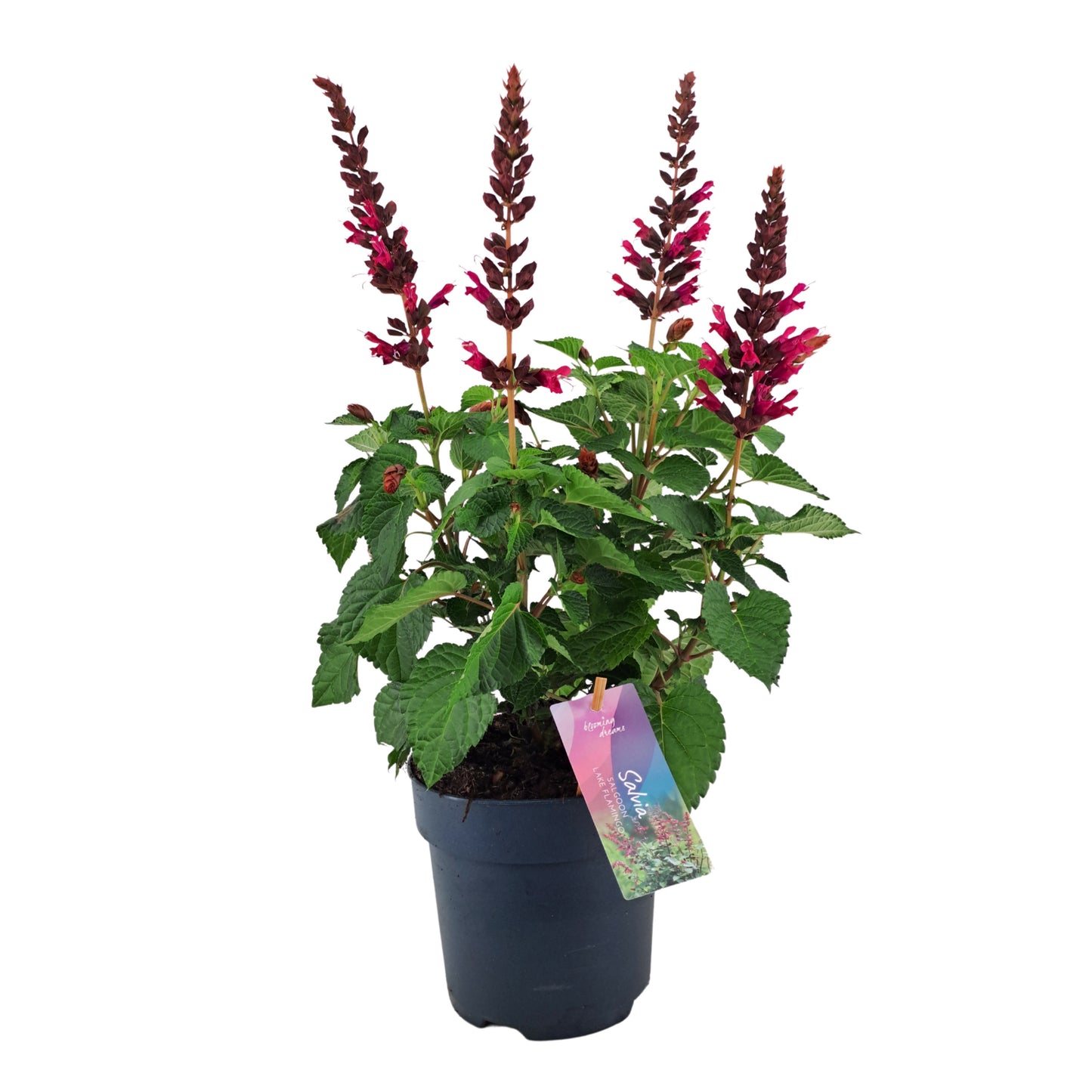 AltaNova Salvia Salgoon Lake Flamingo Pack of 6