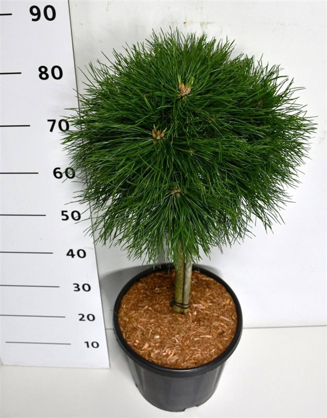 Pinus mugo Varella 95cm 32cm Pot