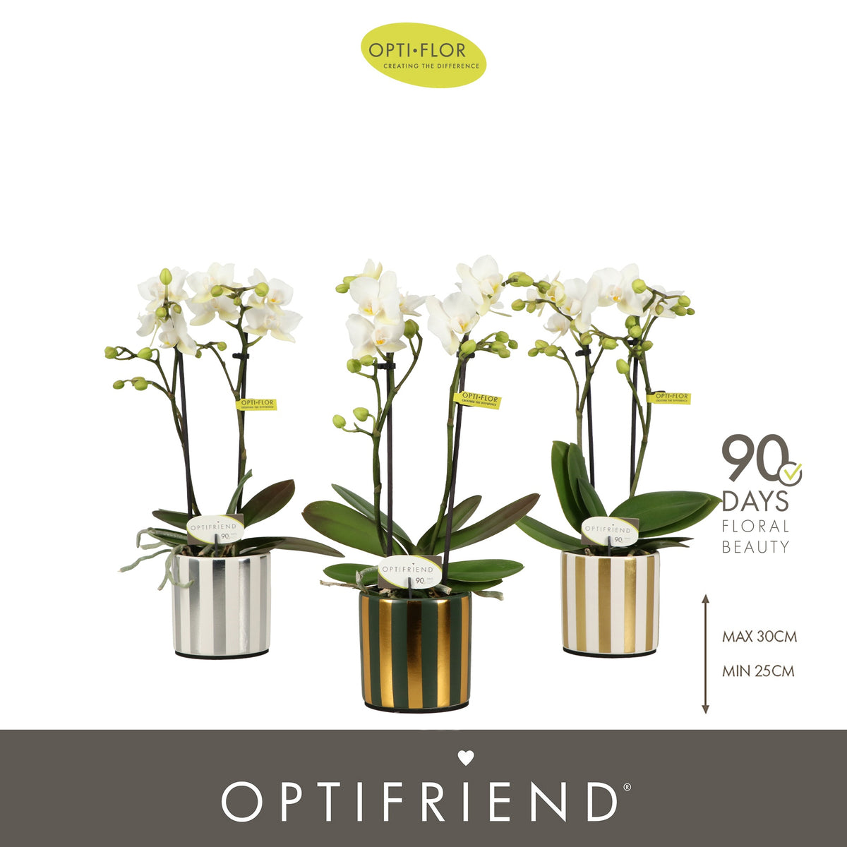 Phalaenopsis multiflora white 25cm 7cm Pot