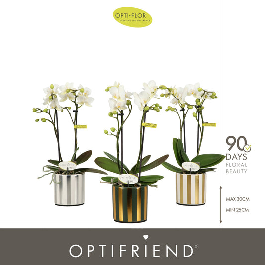 Phalaenopsis multiflora white 25cm 7cm Pot
