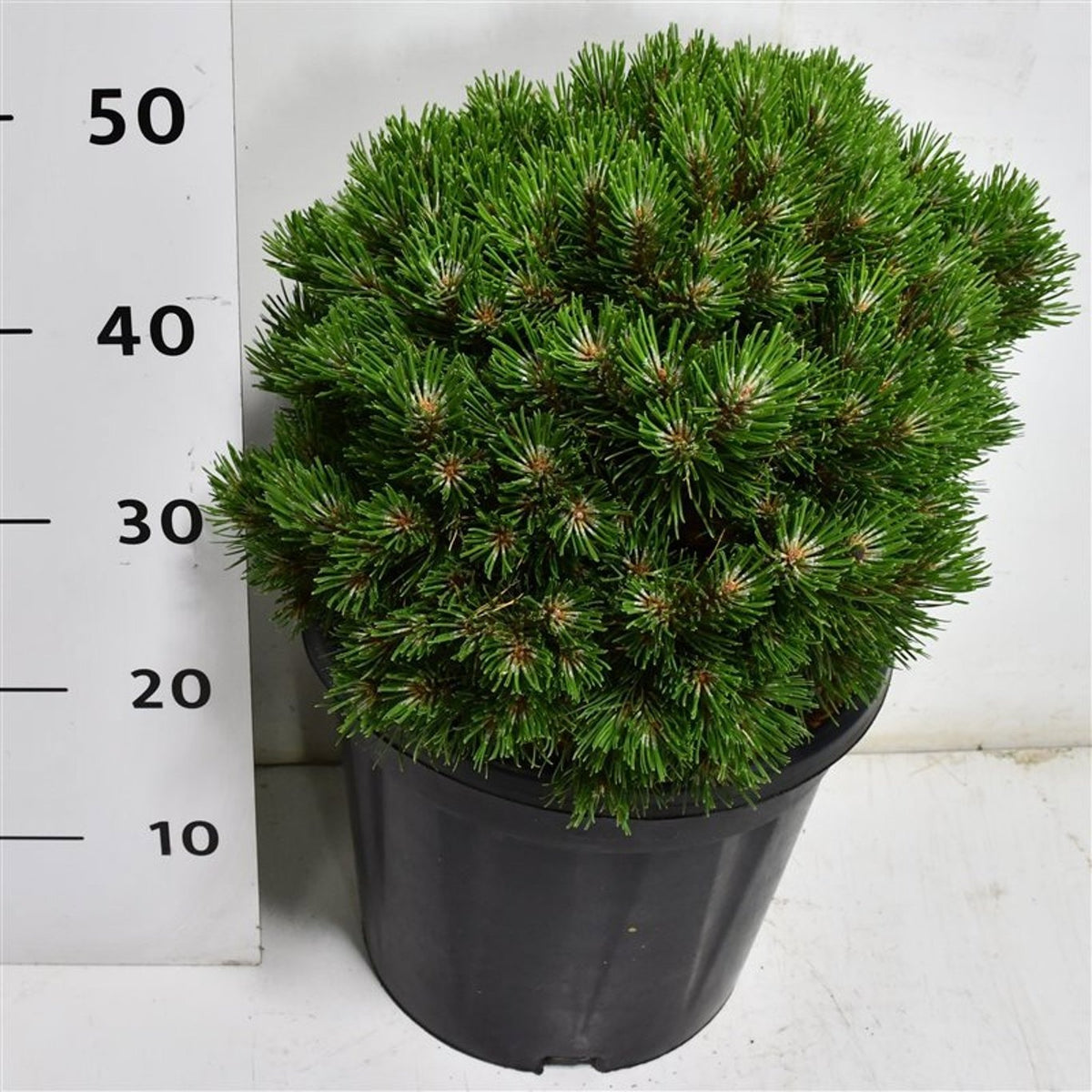 Pinus hybrid 55cm 32cm Pot