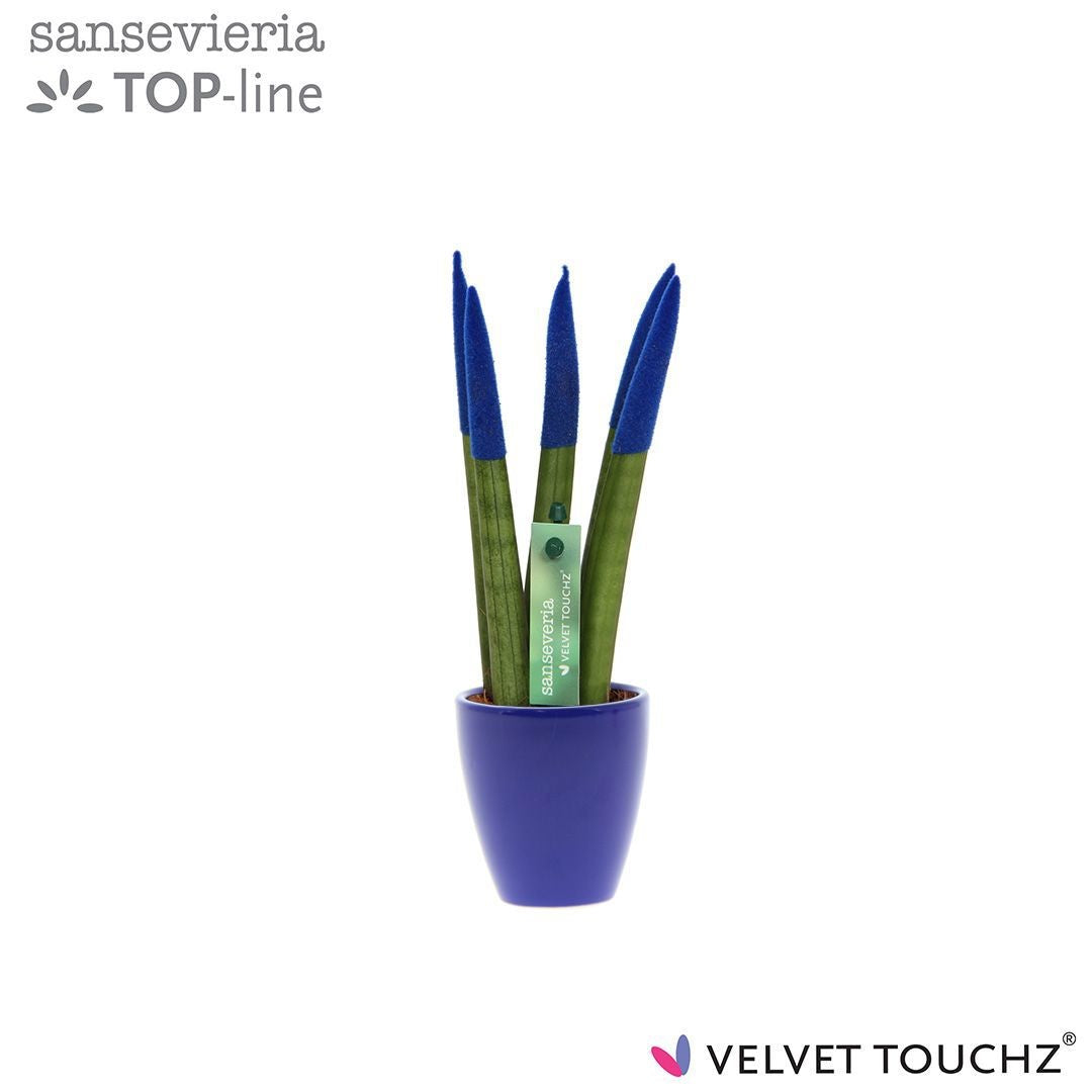Sansevieria cylindrica 18cm 6cm Pot