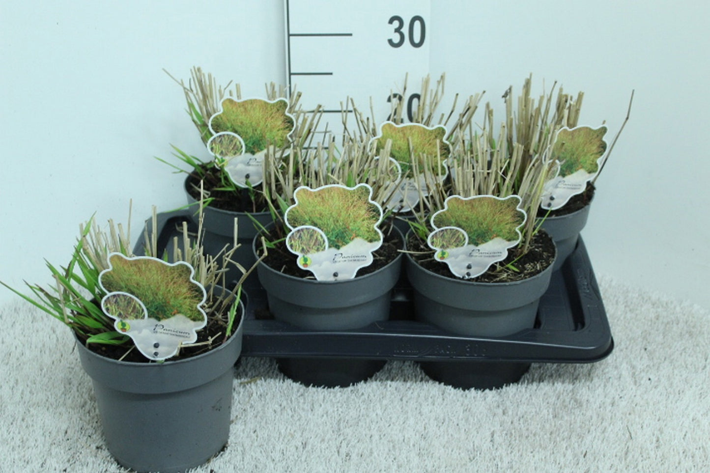 Panicum virgatum 25cm 17cm Pot