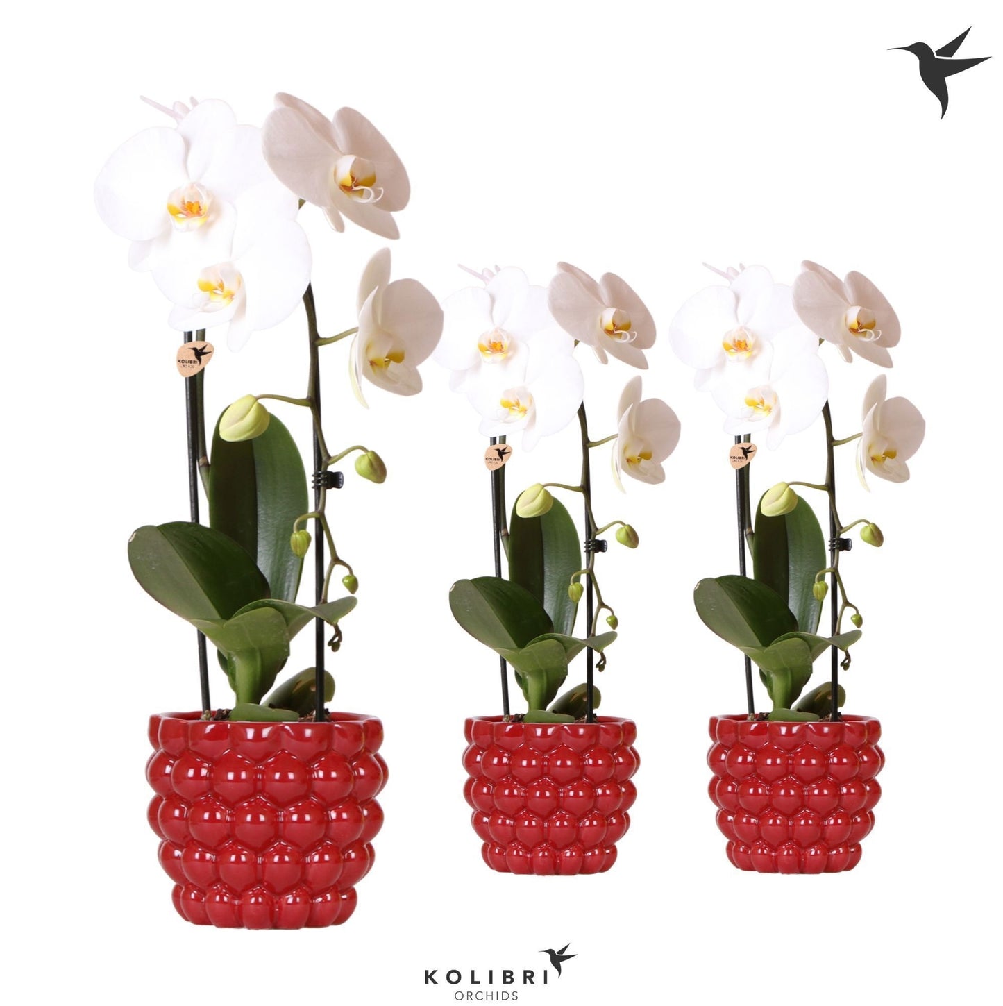 Phalaenopsis Niagara Falls 50cm 12cm Pot