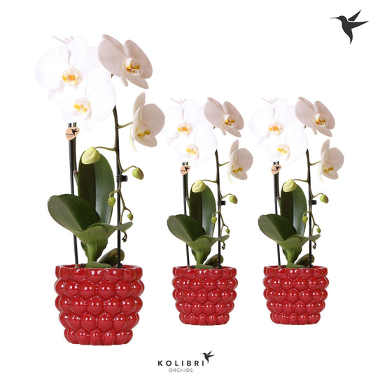 Phalaenopsis Formidablo white (+ drp.ceramic white 50cm 12cm Pot