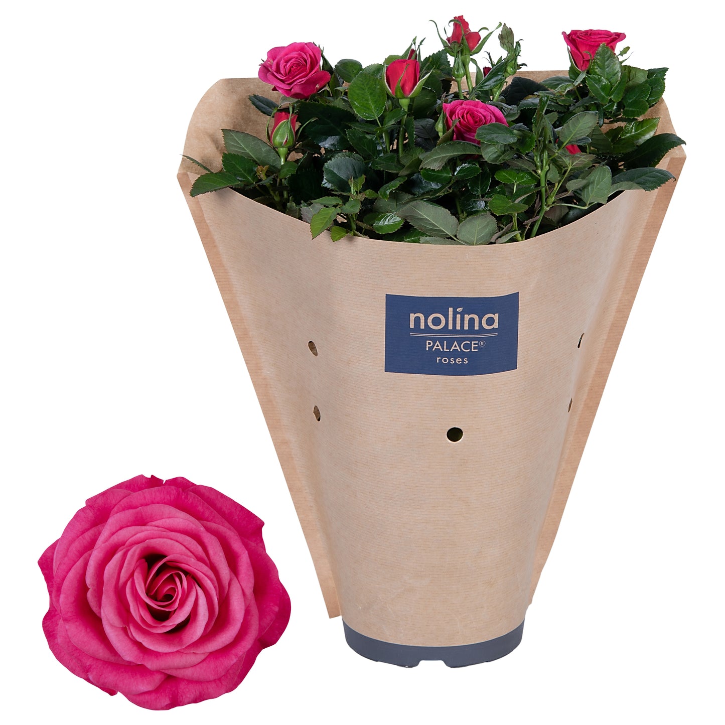 Rosa pink 45cm 17cm Pot
