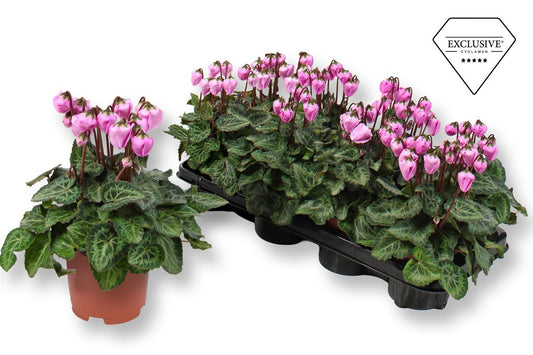 Cyclamen Windbell 20cm 10.5cm Pot