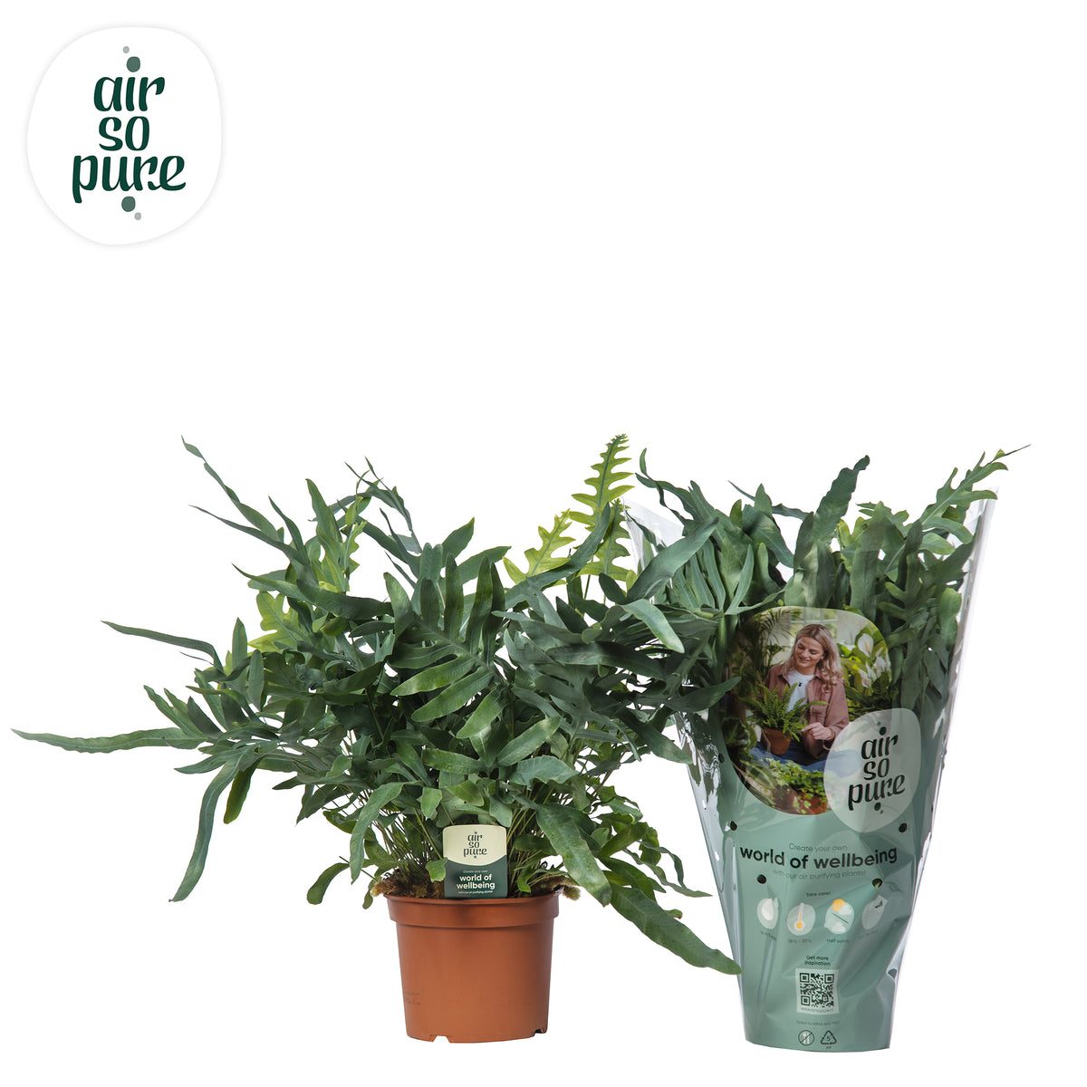 Phlebodium Blue Star 60cm 19cm Pot