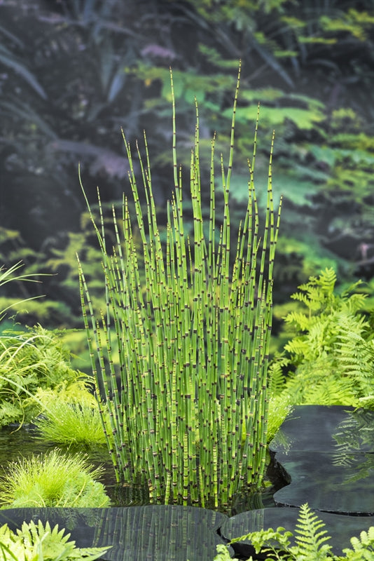 Waterplkw R. Moerings Equisetum hyemale Pack of 6