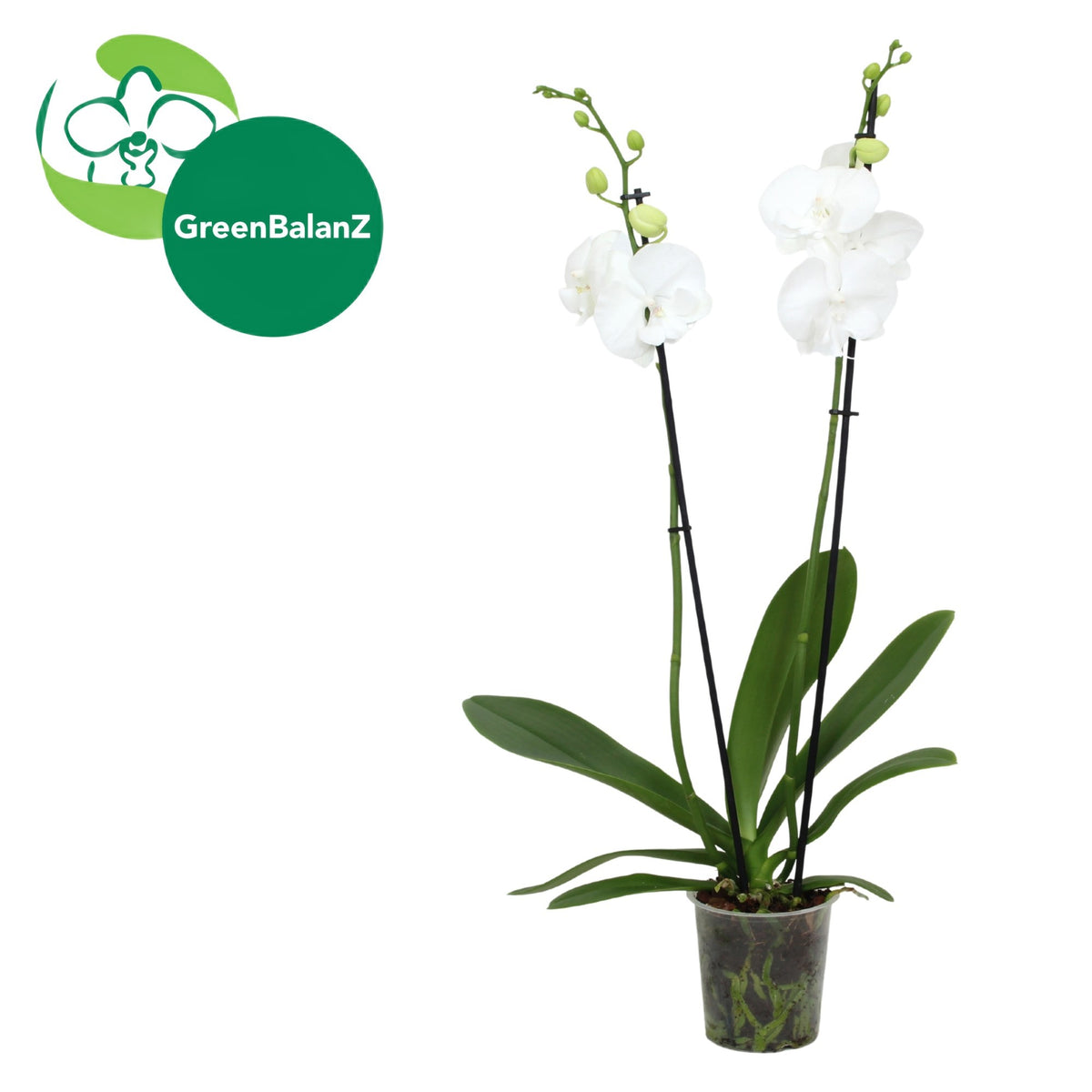 Phalaenopsis Hybrid 55cm 12cm Pot