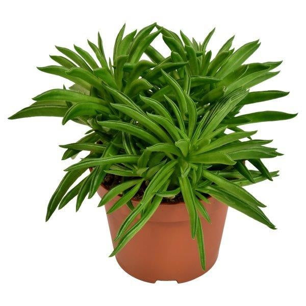Peperomia Happy Bean 15cm 10.5cm Pot