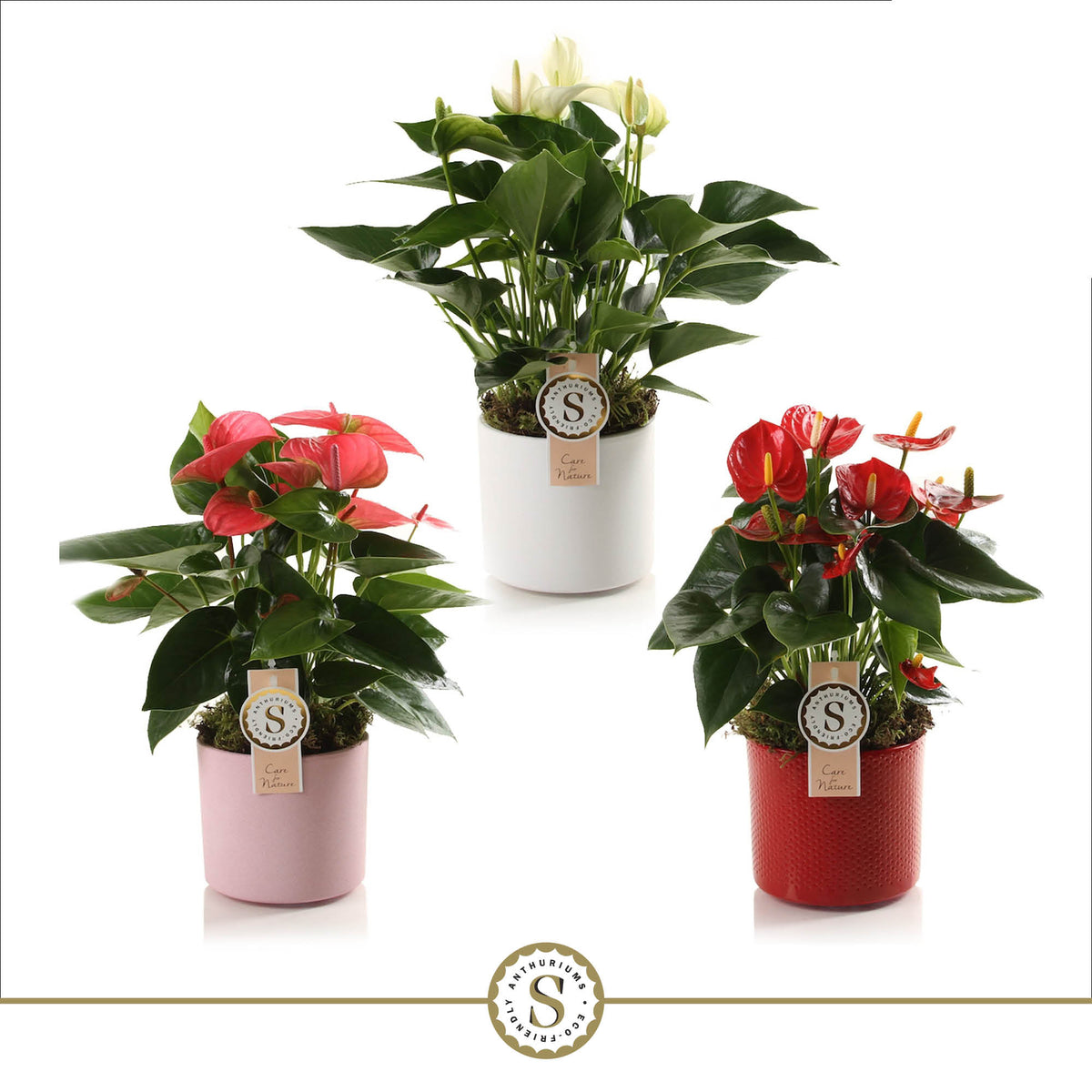 Anthurium mix ceramic 40cm 12cm Pot