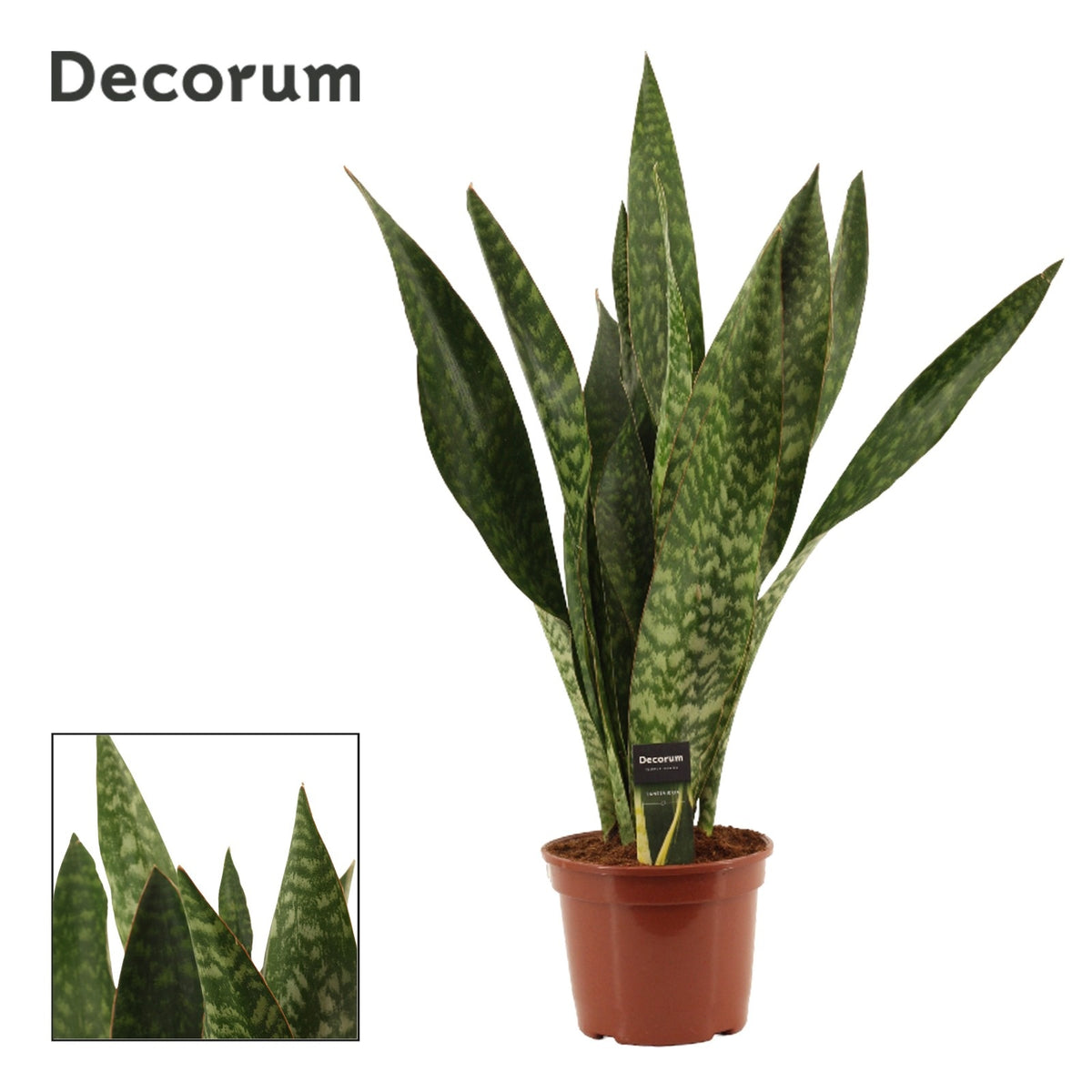 Sansevieria 80cm 21cm Pot
