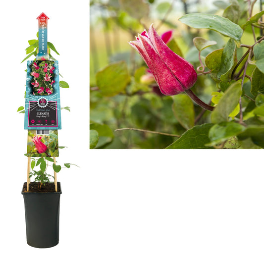 Clematis Kings Glory 75cm 17cm Pot