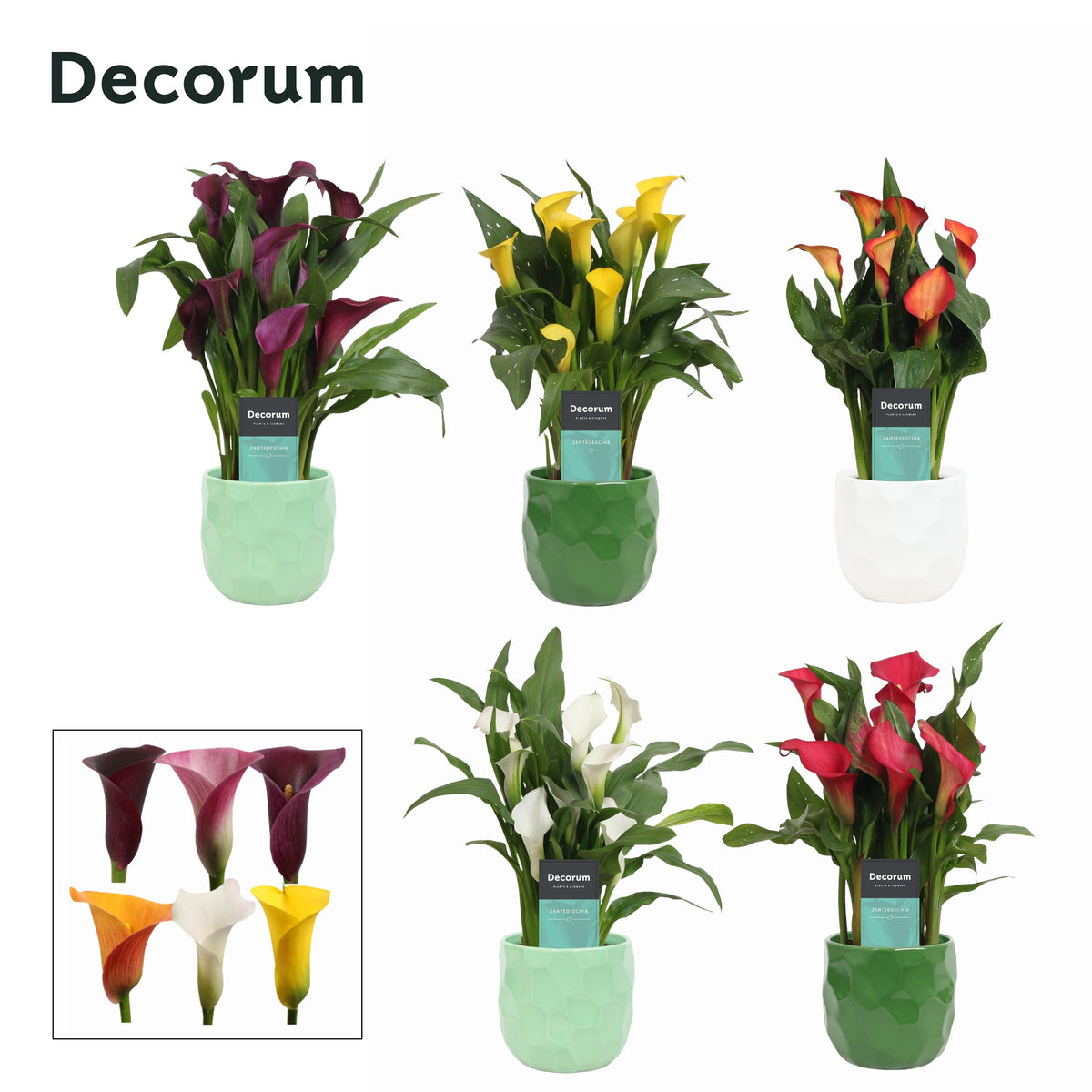 Zantedeschia mix 35cm 12cm Pot