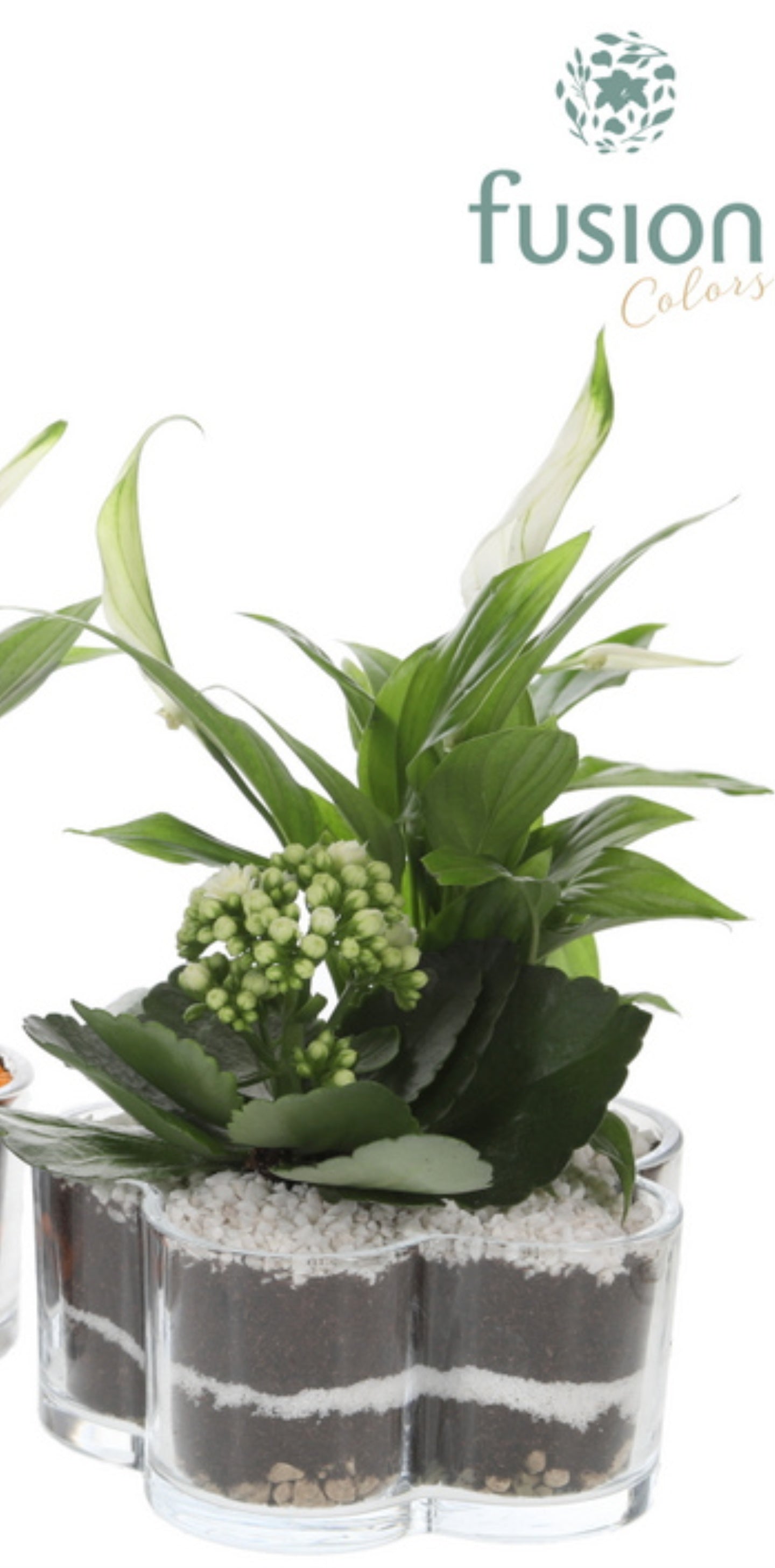 Glas Bloemschaalmet arrangement Wit 2pp 25cm 18cm Pot