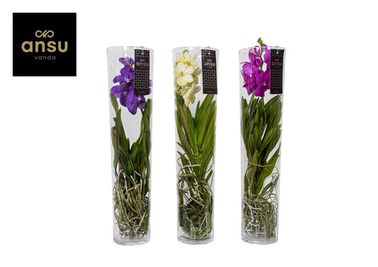 Ansu Vanda Michelle mix Pack of 1