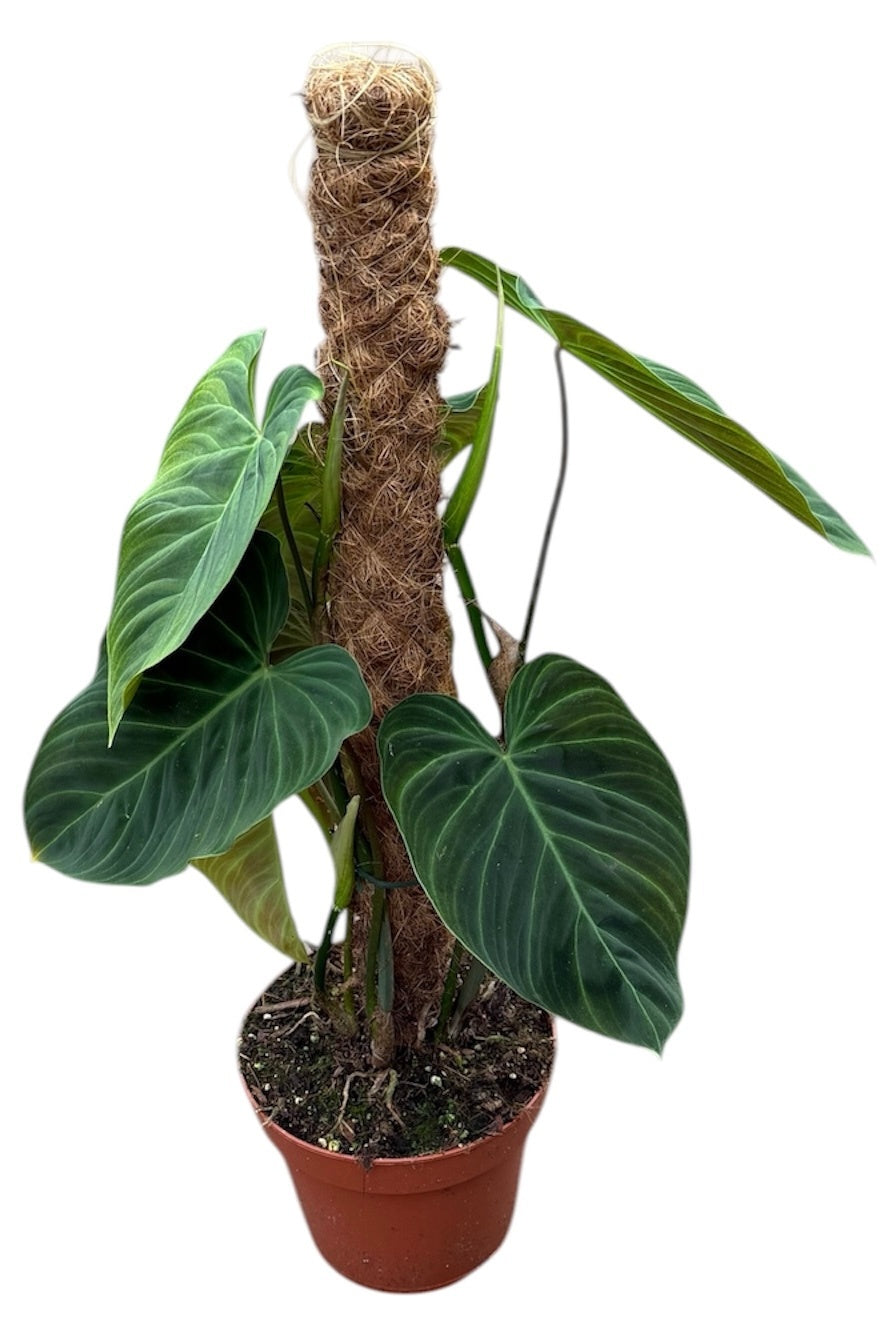 Philodendron scandens 60cm 17cm Pot