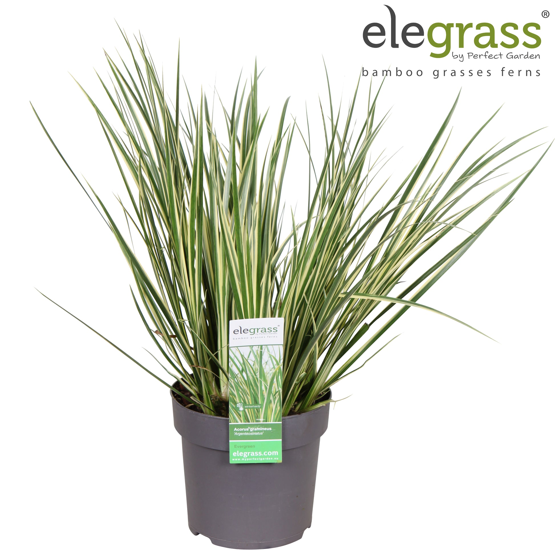 Acorus gram. Aureovariegatus 40cm 14cm Pot
