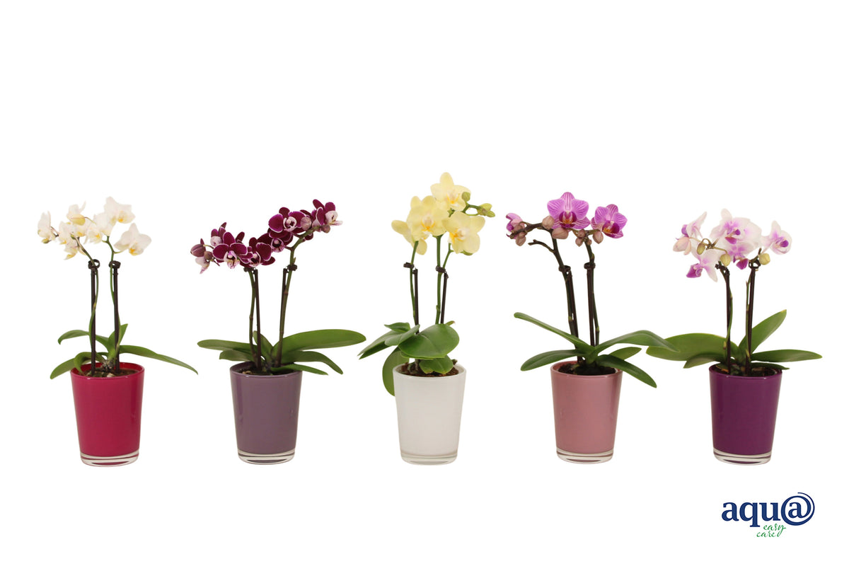 Phalaenopsis hybrid 17cm 6cm Pot