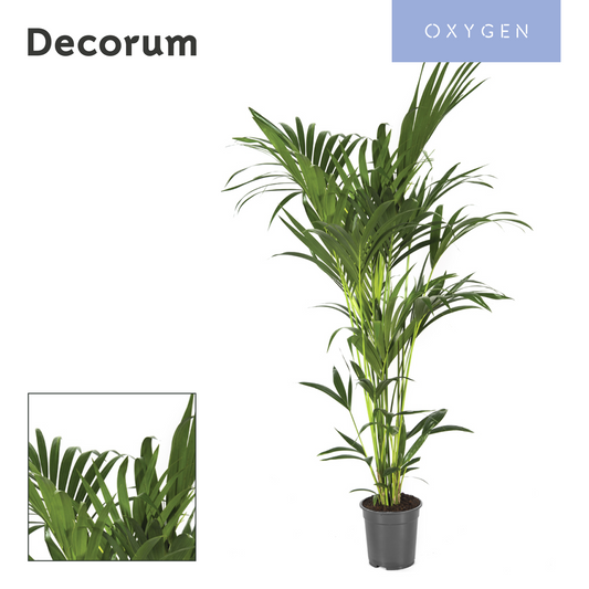 Howea forsteriana 150cm 21cm Pot