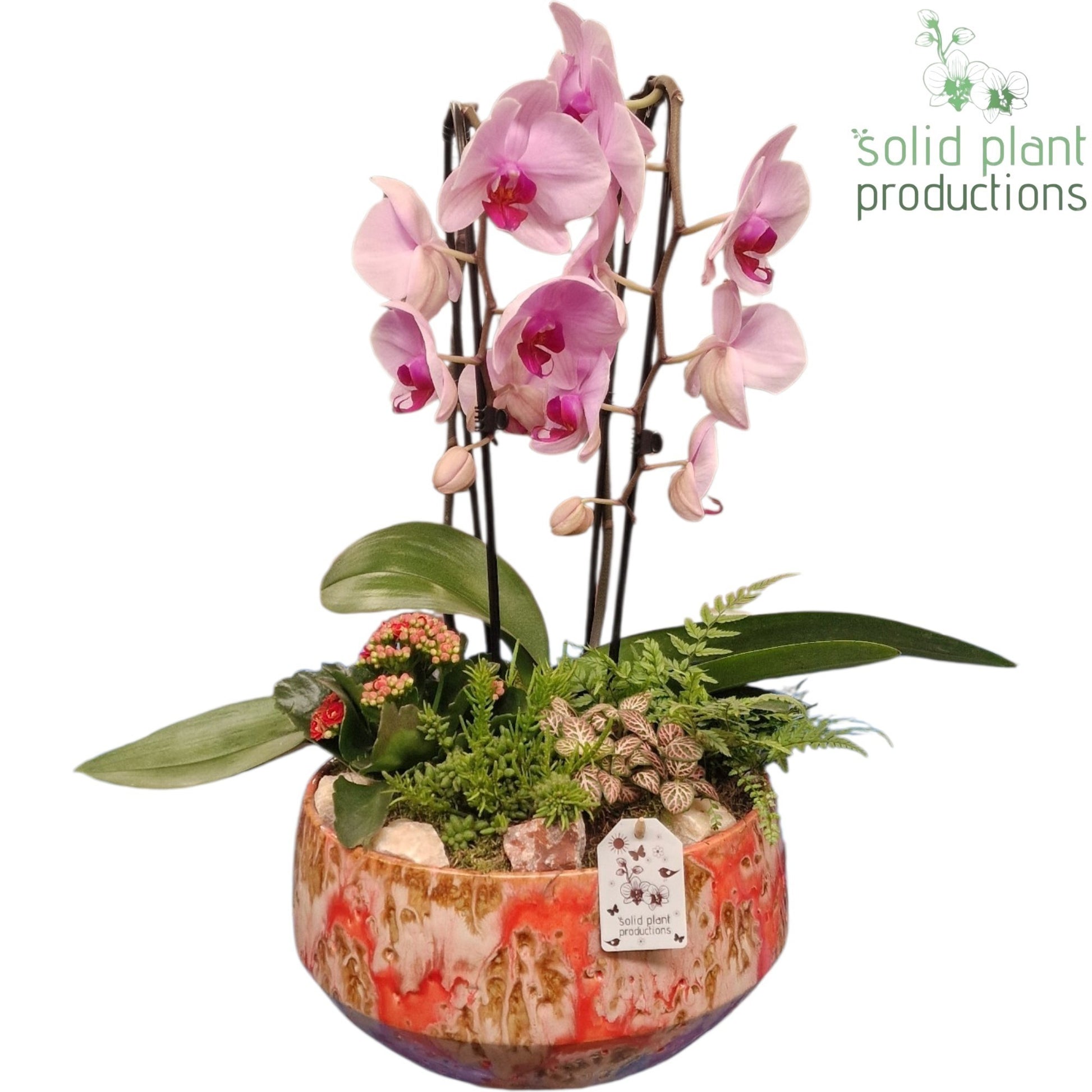 Solid Plant Productions PH109 Sophia Festival Pink Pack of 2