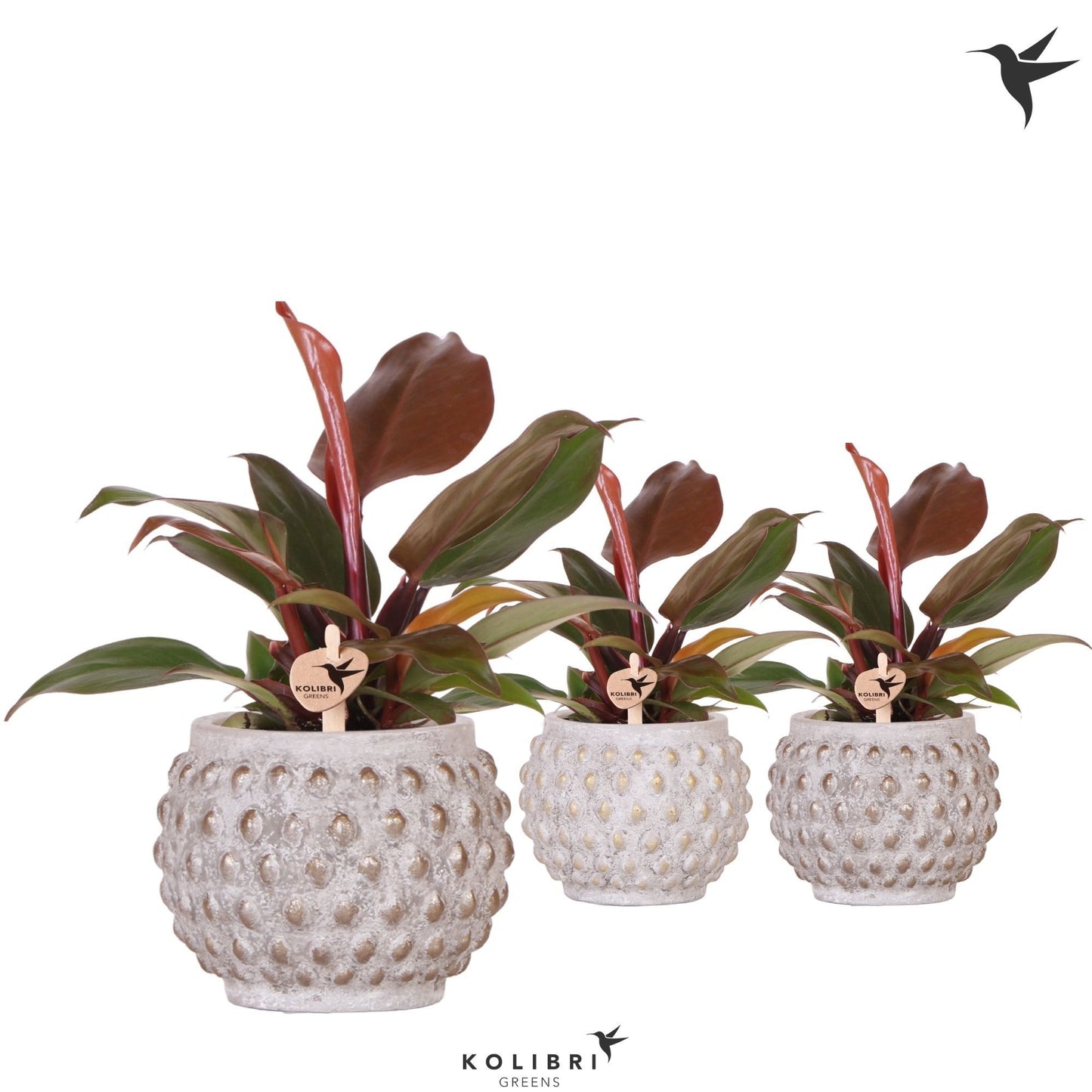 Philodendron scandens 19cm 9cm Pot