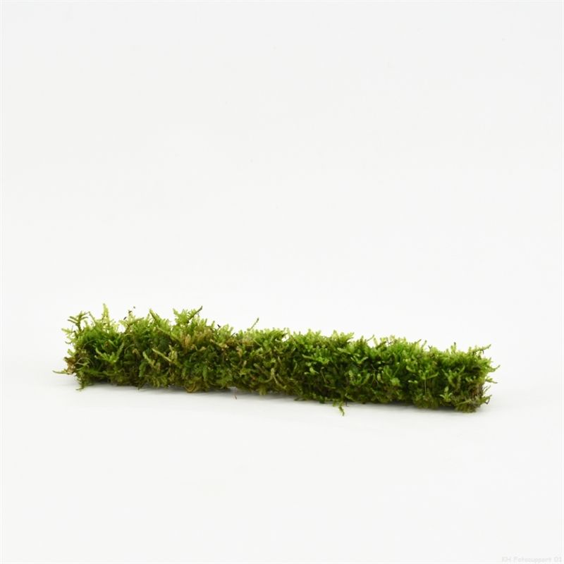 Aquarium plant mix 5cm 2cm Pot