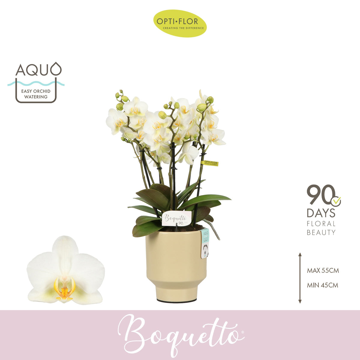 Phalaenopsis multiflora white 45cm 12cm Pot
